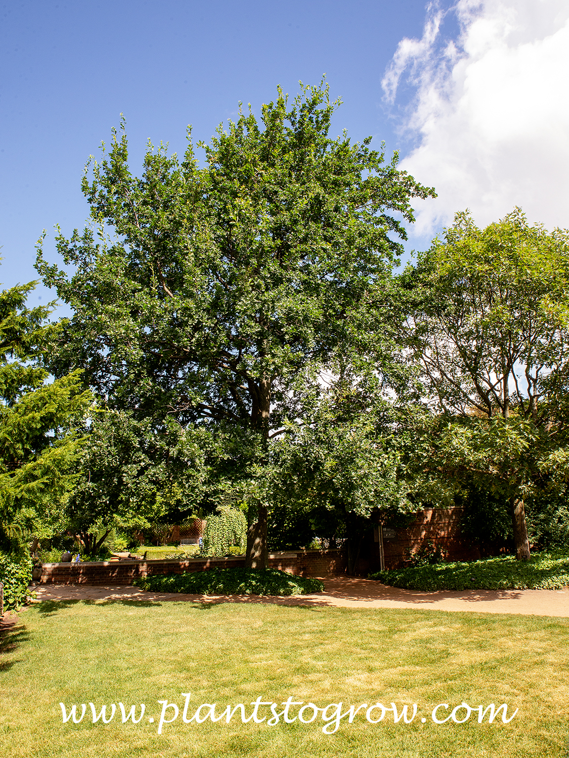 English Oak (Quercus robur)